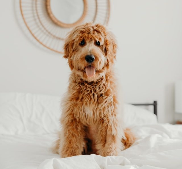 A dog sitting on the bed