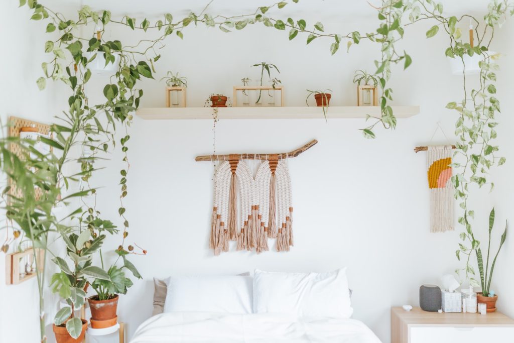 Plants surrounding the bed