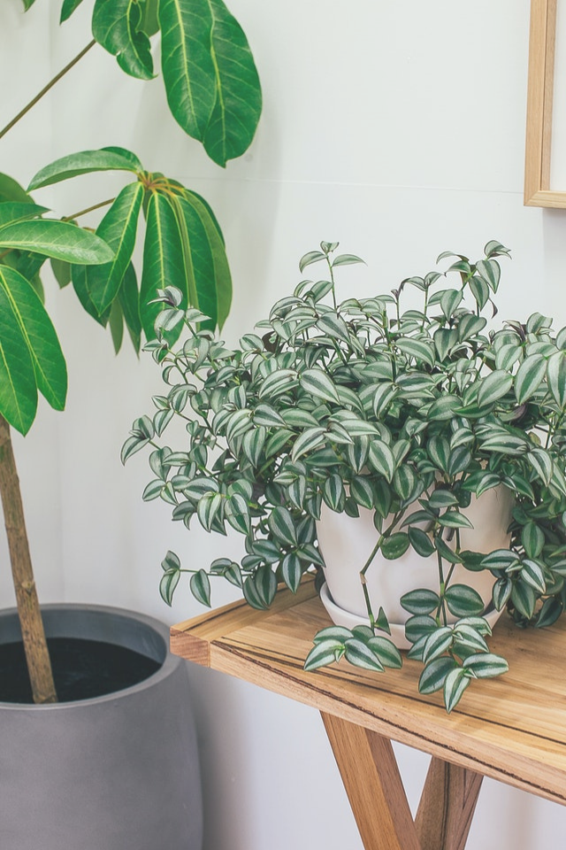 Plant in a white pot